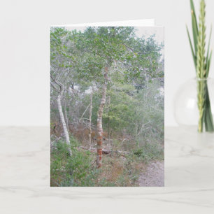 Tarjeta Festiva Holly Tree Note Card OBX