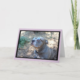 Tarjeta Festiva Hollywood Pitbull El día de San Valentín Card