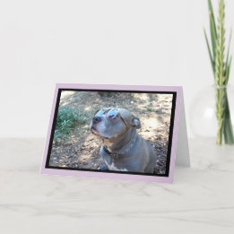 Tarjeta Festiva Hollywood Pitbull El día de San Valentín Card