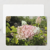 Hortensia Grandiflora