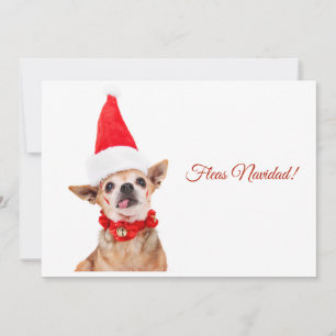 Tarjeta Festiva Humorístico   chihuahua divertido   único y inusua