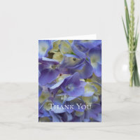 Hydrangea azul