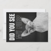 Ilustración de humor de gato Sphynx sarcástico pel