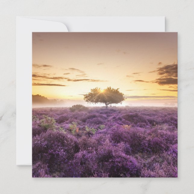 Tarjeta Festiva Increíble amanecer de un solo árbol y morado (Anverso)