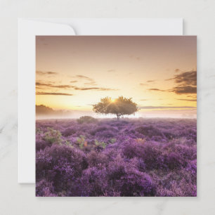 Tarjeta Festiva Increíble amanecer de un solo árbol y morado