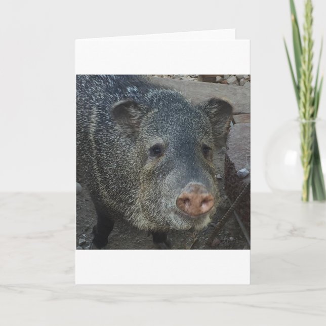 Tarjeta Festiva Javelina o Peccary (Anverso)