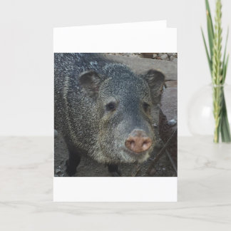 Tarjeta Festiva Javelina o Peccary