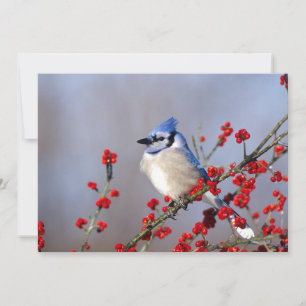 Tarjeta Festiva Jay azul descansando en un árbol de espinas de Ha
