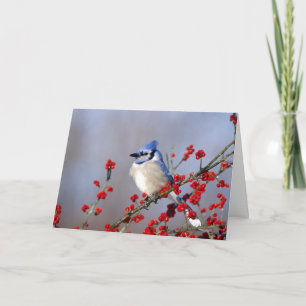 Tarjeta Festiva Jay azul descansando en un árbol de espinas de Ha