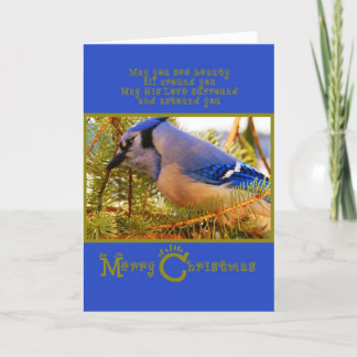 Tarjeta Festiva Jay azul en Feeder Cedar con Fir Closeup