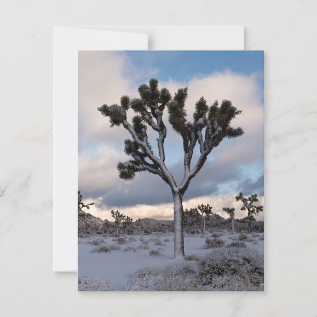 Tarjeta Festiva Joshua Tree Snowy Morning #2 (Anverso)