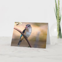 Kingfisher Woodland, Botswana