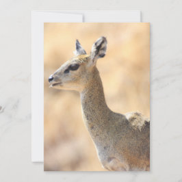 Tarjeta Festiva Klipspringer antelope