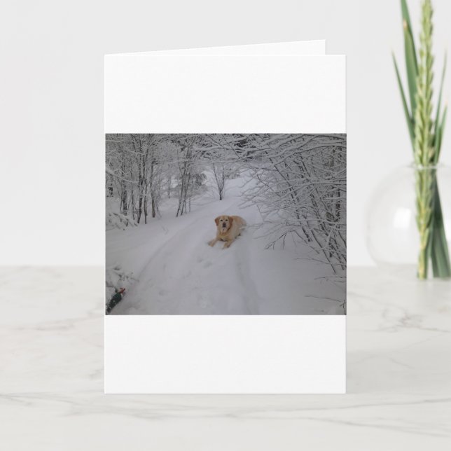 Tarjeta Festiva Laboratorio amarillo que se relaja en nieve fresca (Anverso)