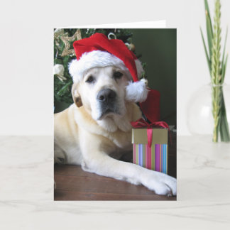 Tarjeta Festiva Labrador amarillo hermoso Santa