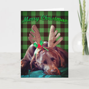 Tarjeta Festiva Labrador de búfalo vestido con Antlers Fotografía