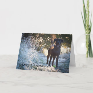 Tarjeta Festiva Labrador - Negro