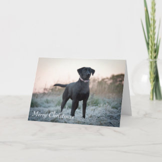 Tarjeta Festiva Labrador - Negro