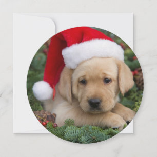 Tarjeta Festiva Labrador Retriever Puppy Con Santa Hat