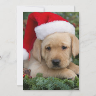 Tarjeta Festiva Labrador Retriever Puppy Con Santa Hat