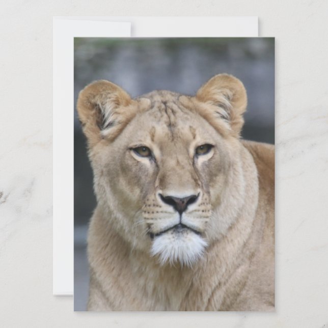 Tarjeta Festiva León 004 (Anverso)