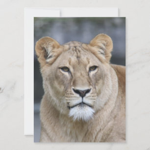 Tarjeta Festiva León 004