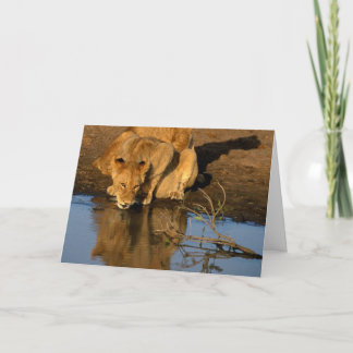 Tarjeta Festiva Leones y cachorros
