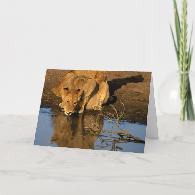 Tarjeta Festiva Leones y cachorros (Anverso)