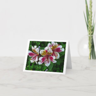 Tarjeta Festiva Ligeras de Alstromeria Princess