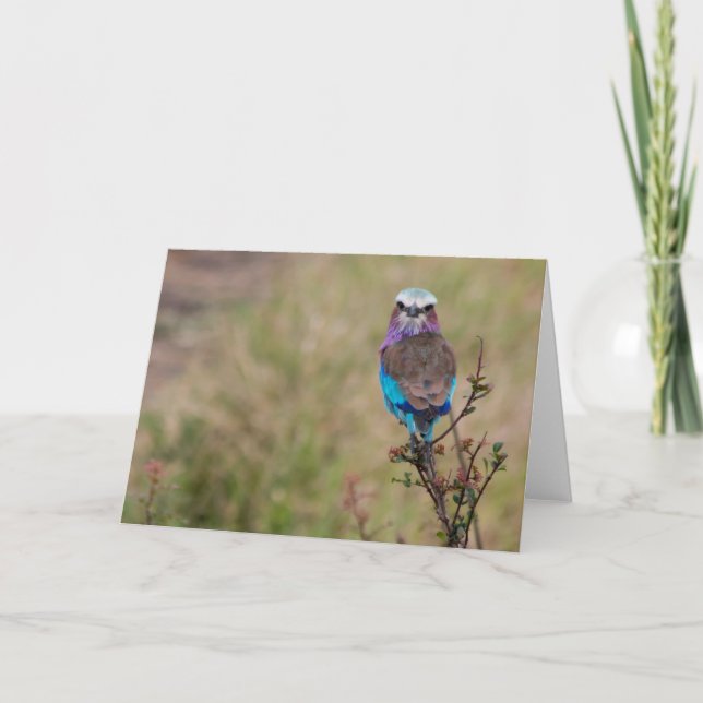 Tarjeta Festiva Lilac spago roller, Tanzania (Anverso)