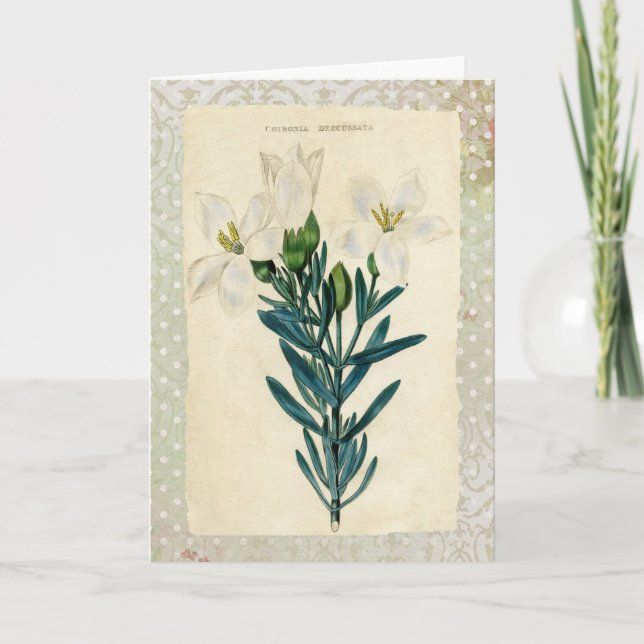 Tarjeta Festiva Lily de Pascua Antigua (Anverso)