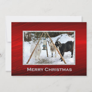 Tarjeta Festiva Llanto de Navidades fotográficos de alimentadores