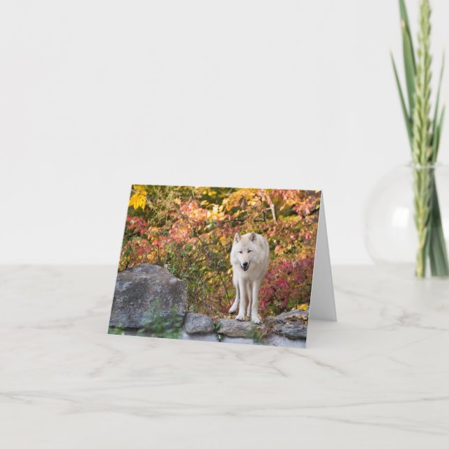 Tarjeta Festiva Lobo gris curioso (Anverso)