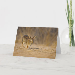 Tarjeta Festiva Lupulización del conejo de conejo de rabo blanco