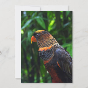 Tarjeta Festiva Macaw