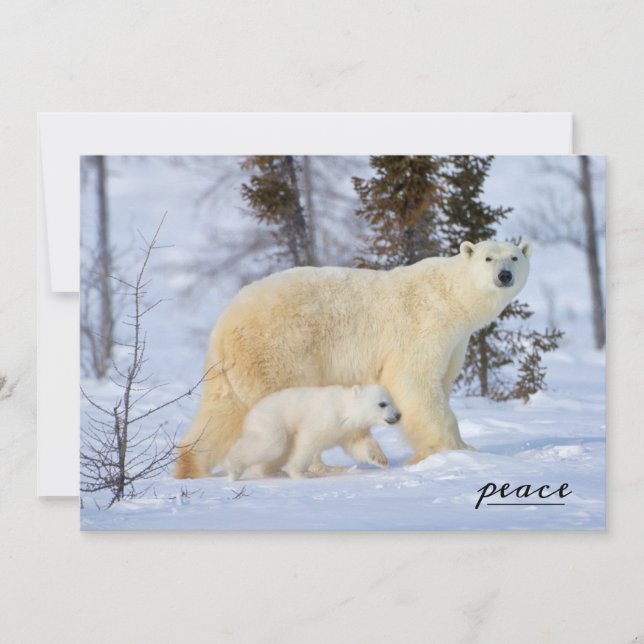 Tarjeta Festiva Madre de oso polar y cachorro en la tundra (Anverso)