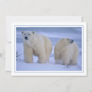 Tarjeta Festiva Madre del oso polar con cachorro de nieve