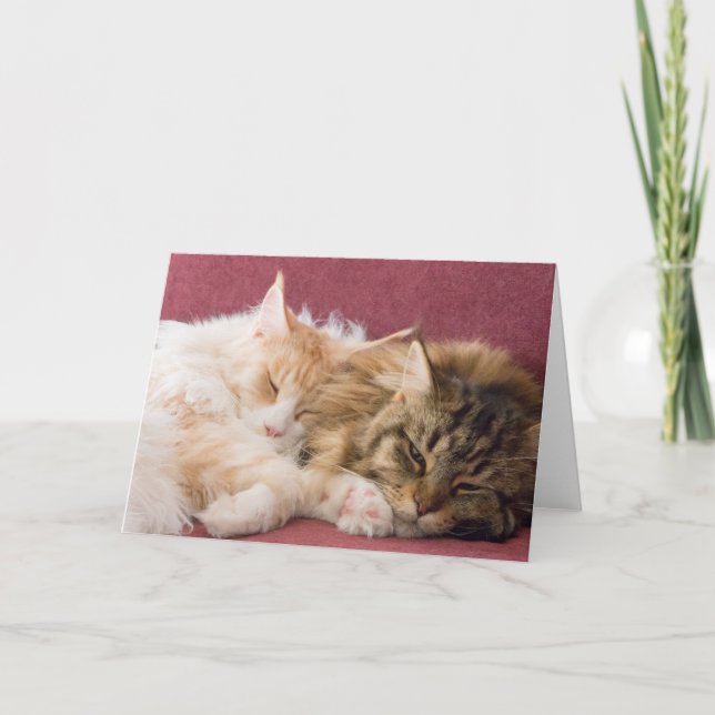 Tarjeta Festiva Maine Coon cats greeting card (Anverso)