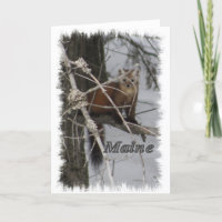 Maine Wildlife - Pine Marten