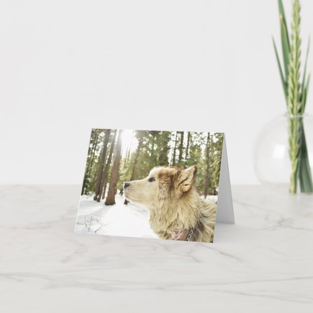 Tarjeta Festiva Malamute en Snowy Woods (Anverso)