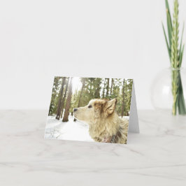 Tarjeta Festiva Malamute en Snowy Woods