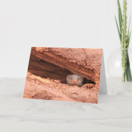 Tarjeta Festiva Mangosta congregada, Tanzania