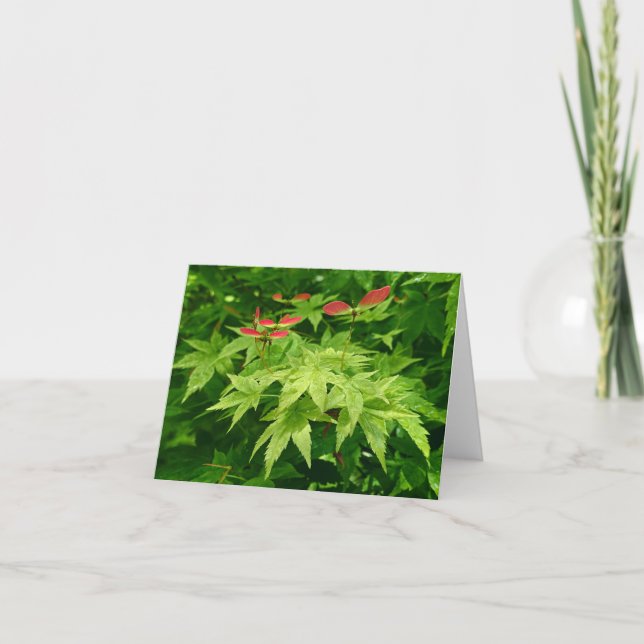 Tarjeta Festiva Maple en primavera (Anverso)
