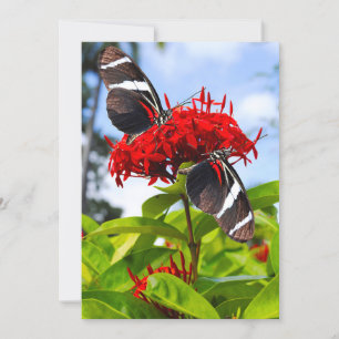 Tarjeta Festiva Mariposas de cebra con flores rojas