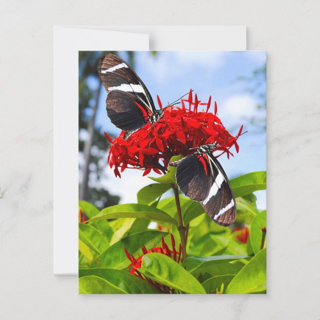Tarjeta Festiva Mariposas de cebra con flores rojas (Anverso)