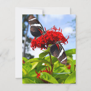 Tarjeta Festiva Mariposas de cebra con flores rojas