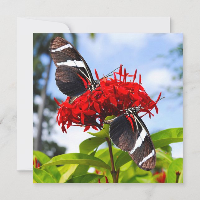 Tarjeta Festiva Mariposas de cebra con flores rojas (Anverso)