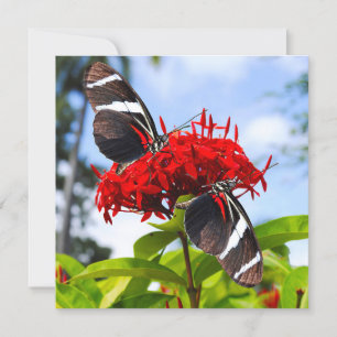 Tarjeta Festiva Mariposas de cebra con flores rojas