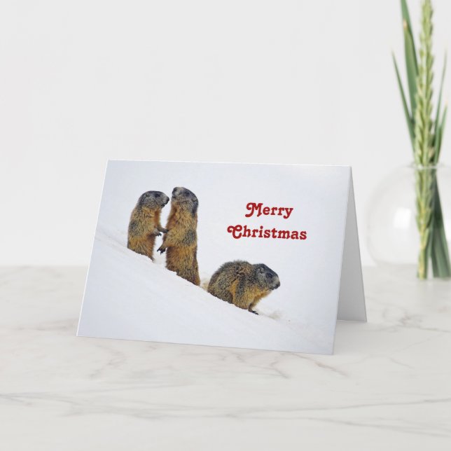 Tarjeta Festiva Marmots de vida silvestre Navidades de foto de nie (Anverso)
