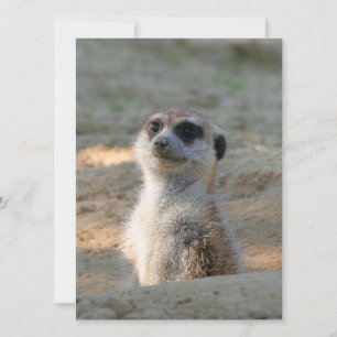 Tarjeta Festiva Meerkat 004